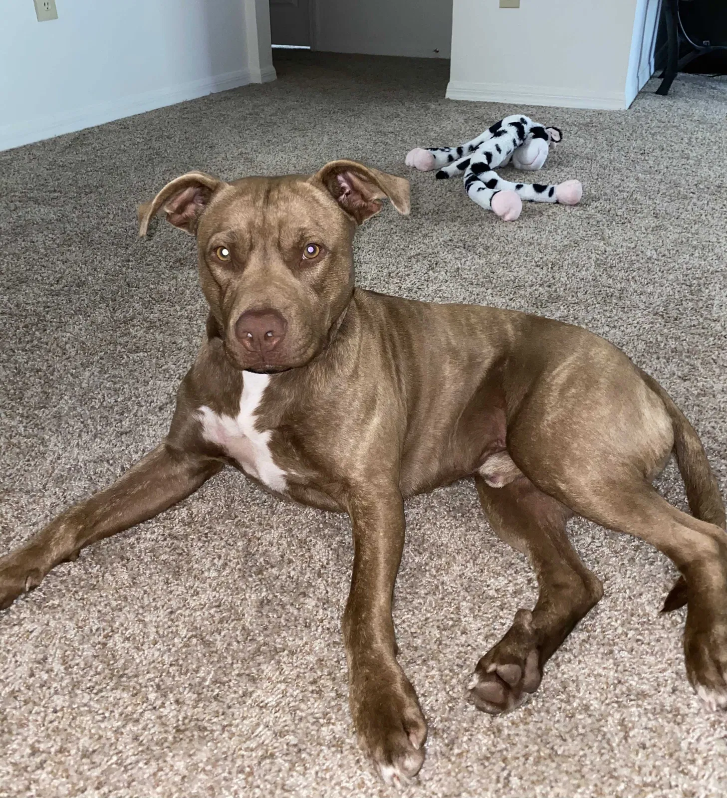 Lost dog in Jacksonville, FL, 32256