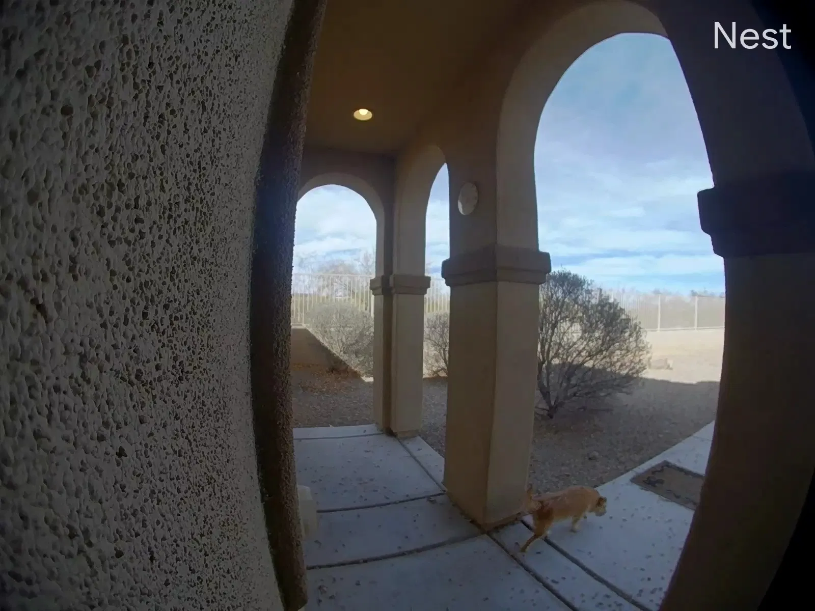 Found dog in Sahuarita, AZ, 85629
