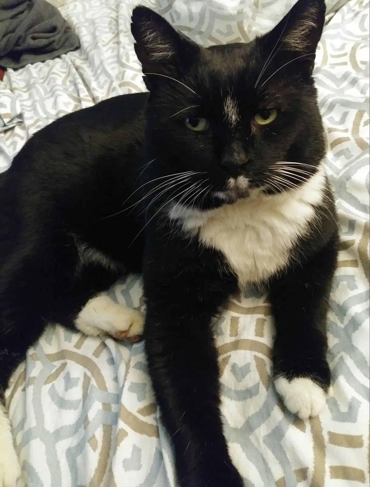 Lost cat in Columbus, OH, 43214