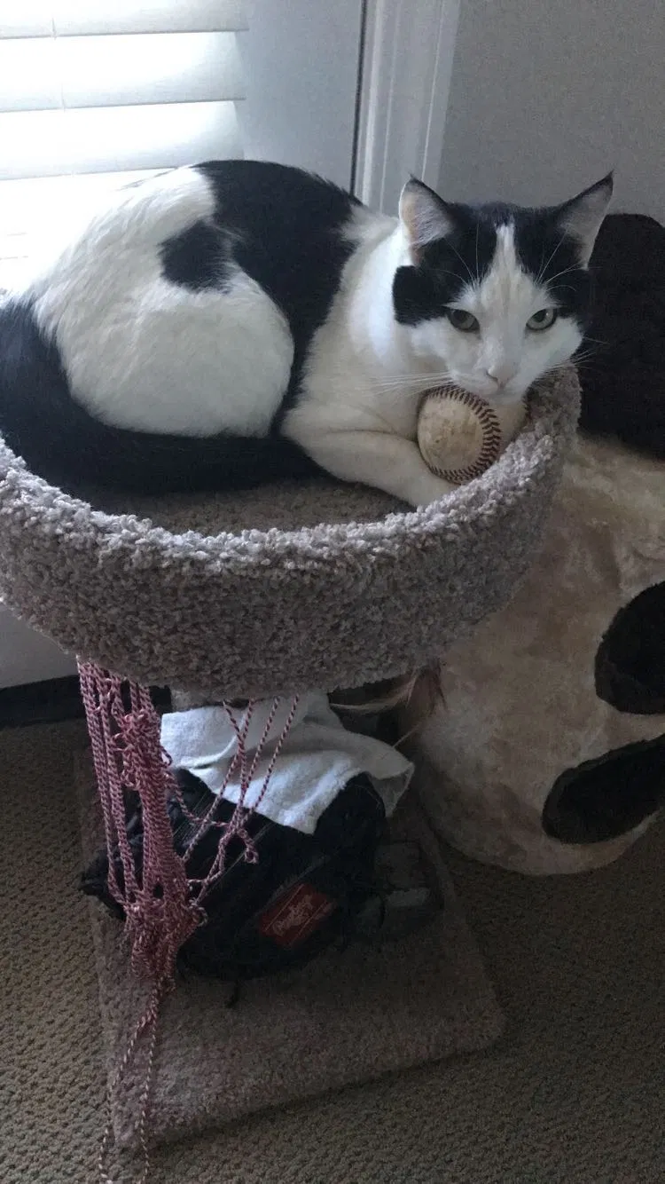 Lost cat in Menifee, CA, 92584