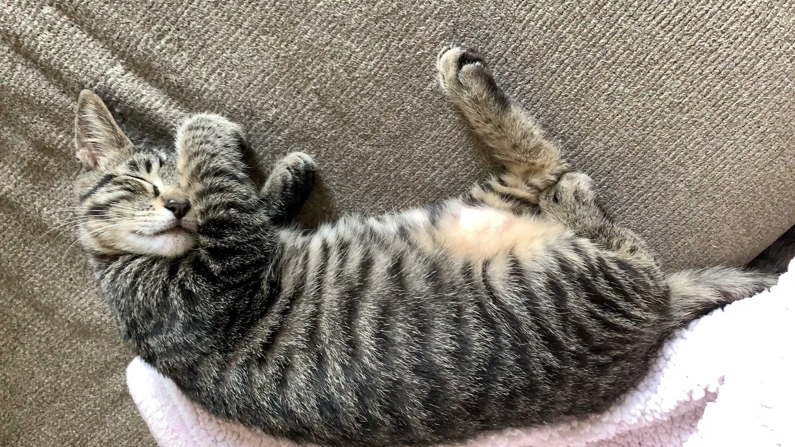 Lost cat in Smyrna, GA, 30080