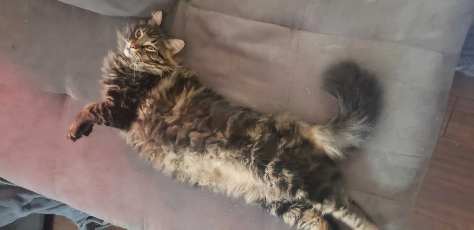 Lost cat in Gresham, OR, 97080