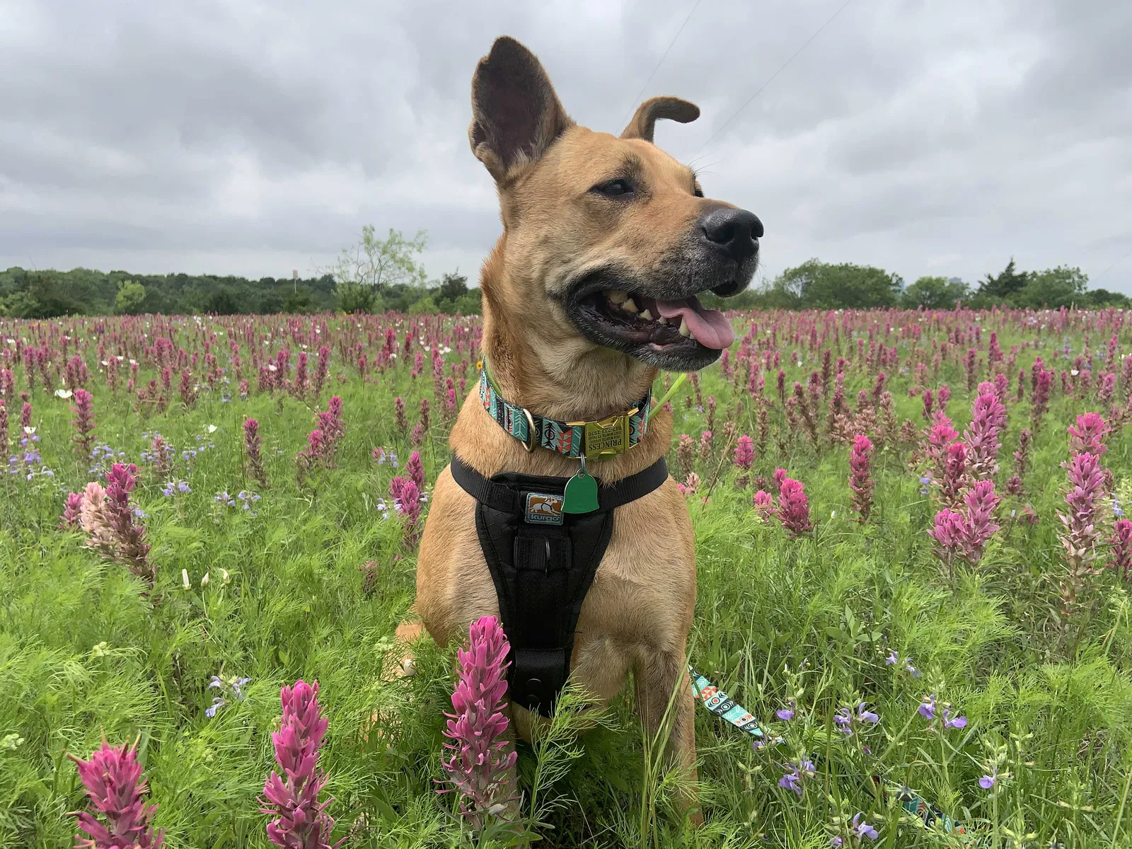 Lost dog in Fort Worth, TX, 76103