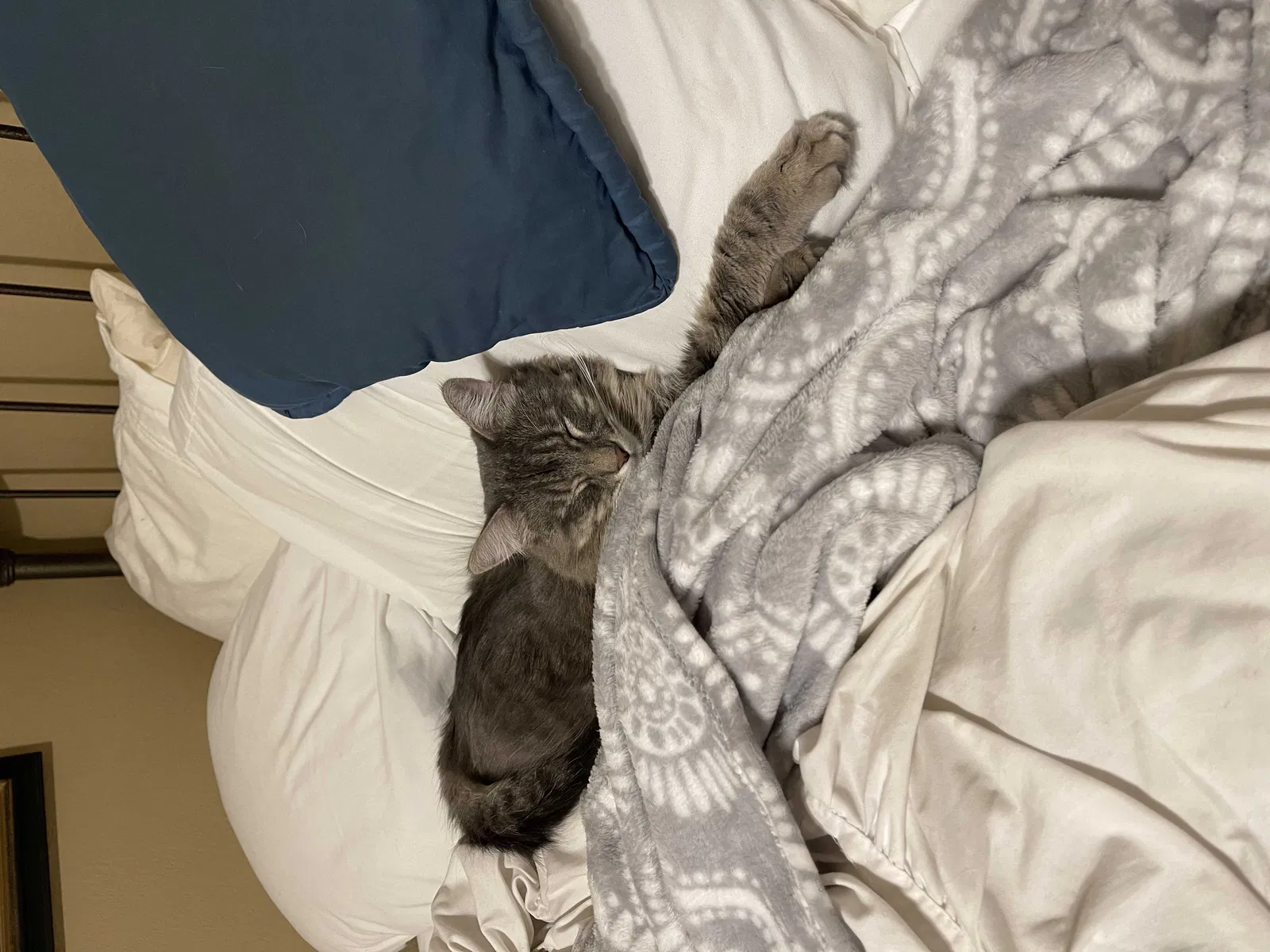 Lost cat in Rancho Cucamonga, CA, 91739