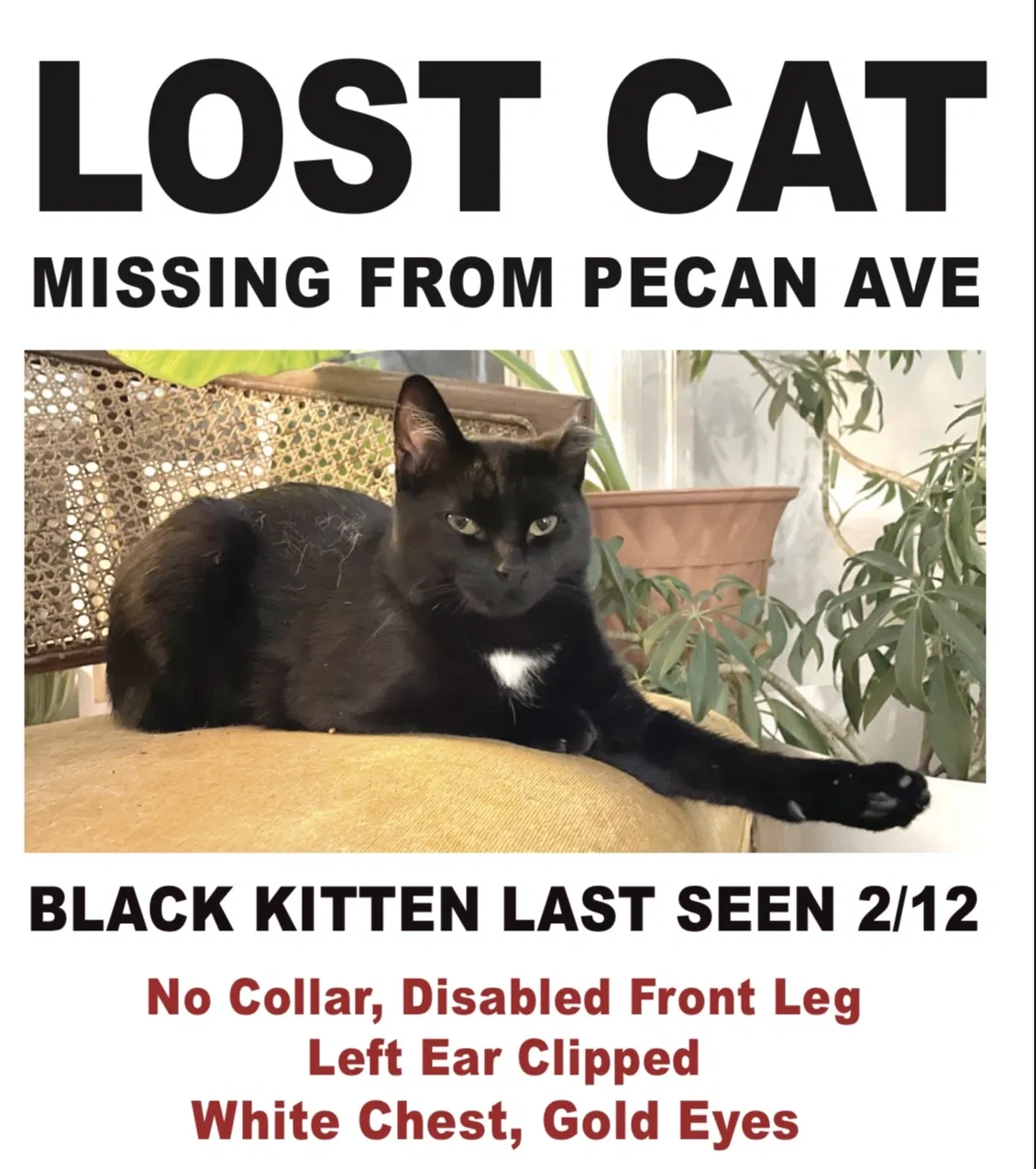Lost cat in Charlotte, NC, 28205