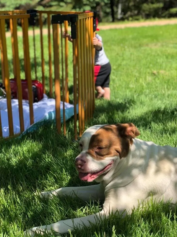 Lost dog in Stratford, WI, 54484