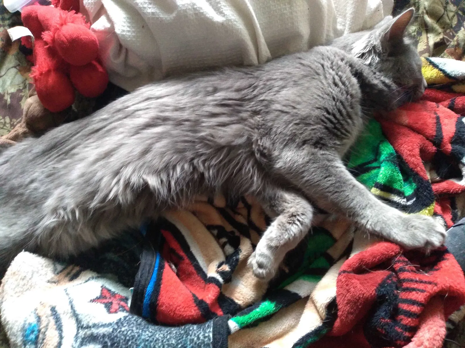 Lost cat in Phoenix, AZ, 85019