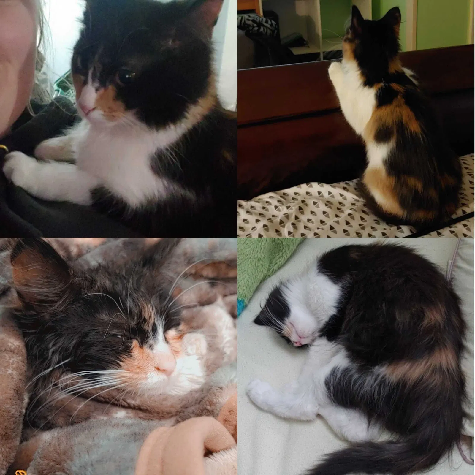 Lost cat in Delaware, OH, 43015