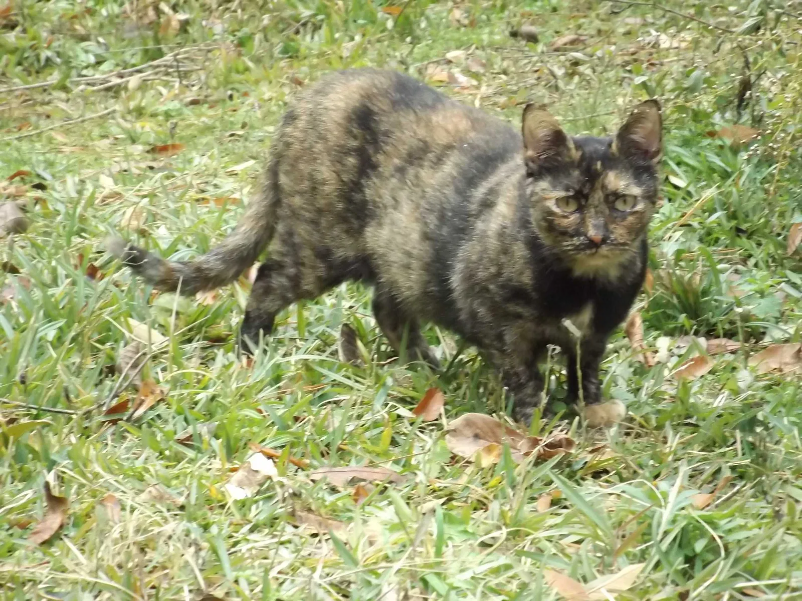 Lost cat in Carthage, MS, 39051