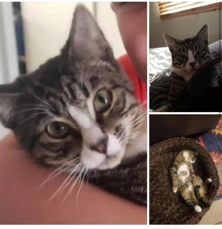 Lost cat in Tucson, AZ, 85711