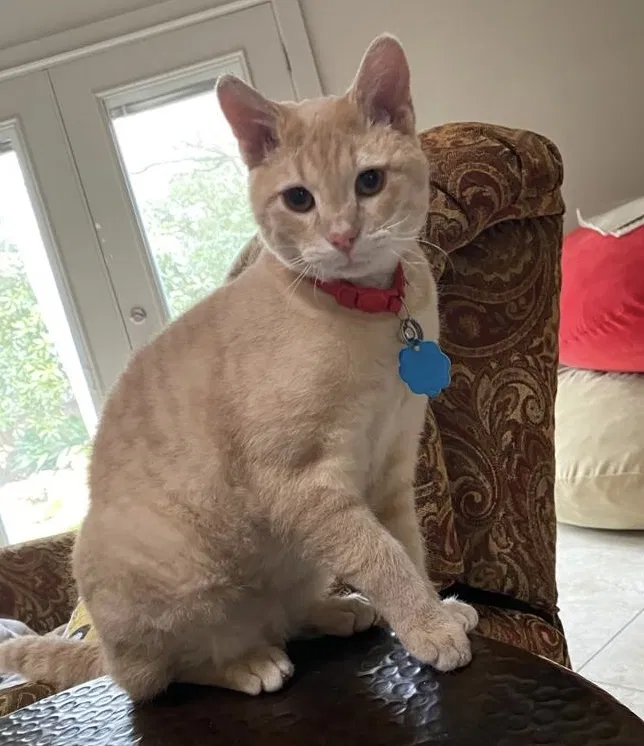 Lost cat in Austin, TX, 78759