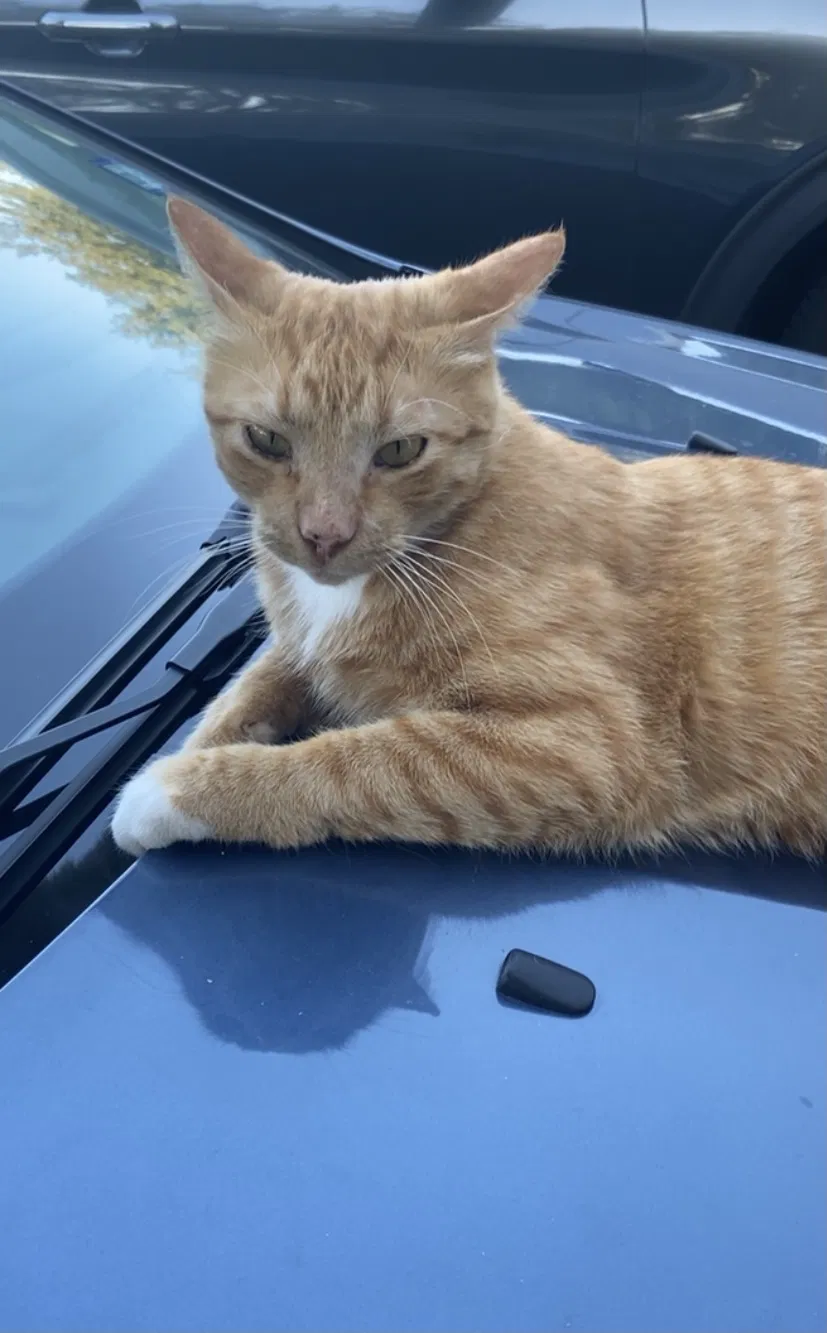 Lost cat in Pflugerville, TX, 78660