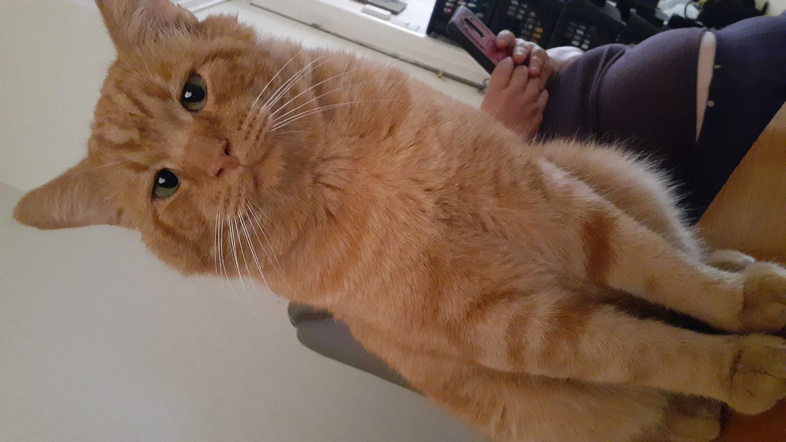 Lost cat in Fresno, CA, 93702
