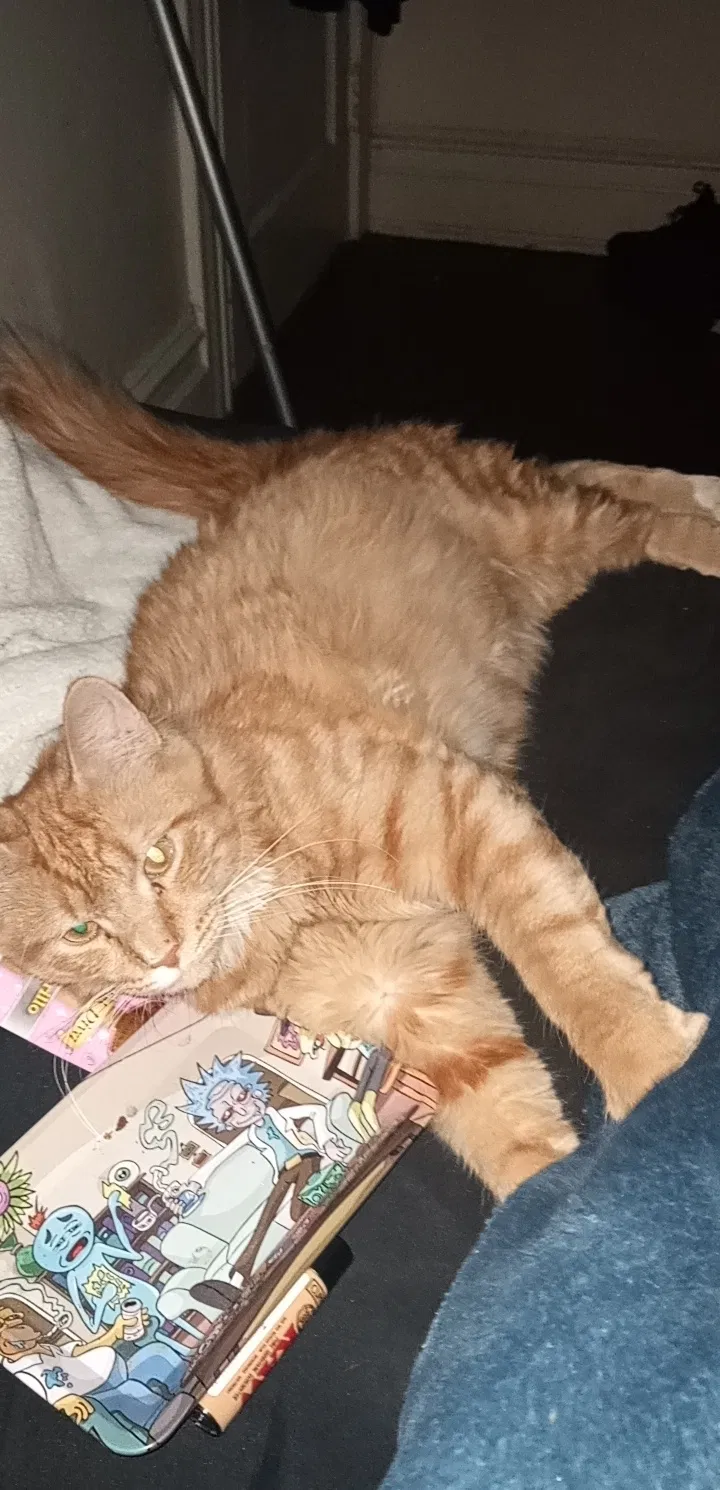 Lost cat in Allentown, PA, 18102