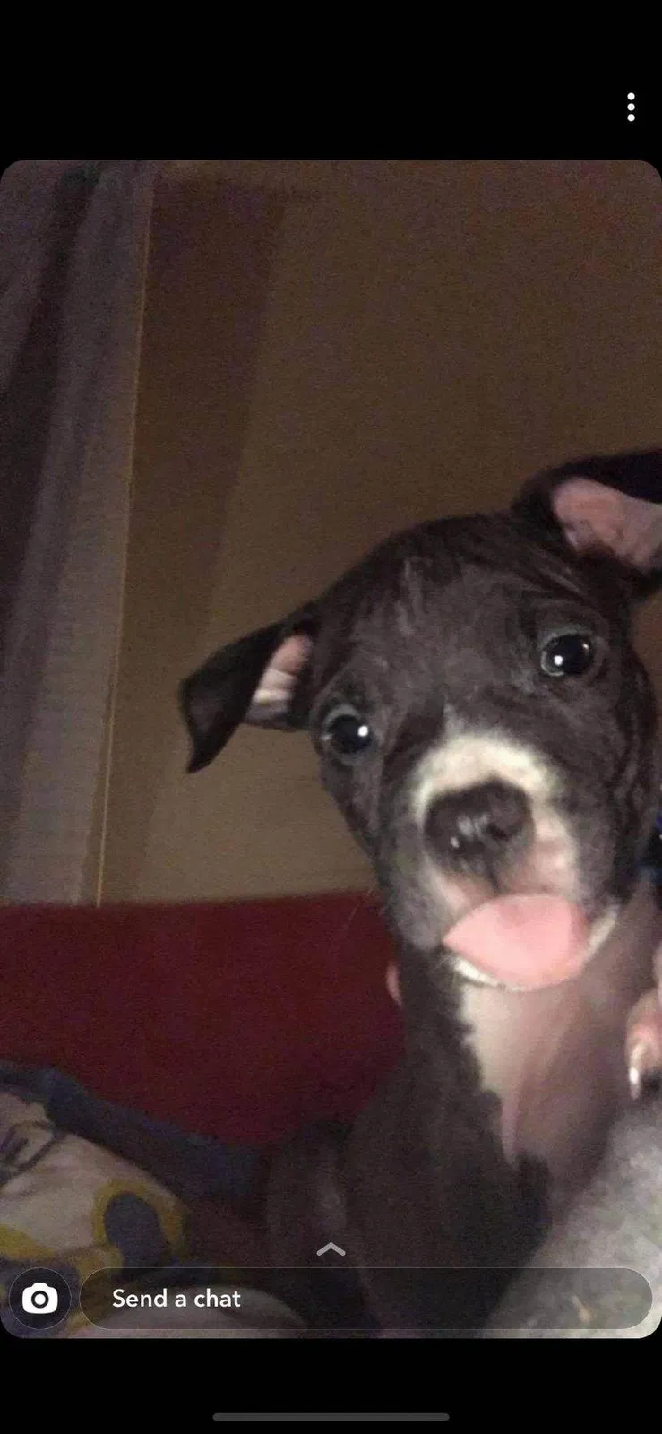 Lost dog in Sale Creek, TN, 37373