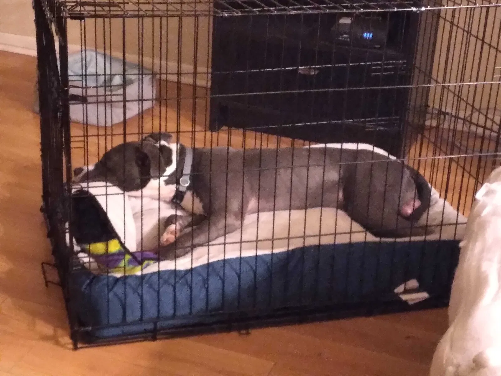 Lost dog in Fayetteville, NC, 28304