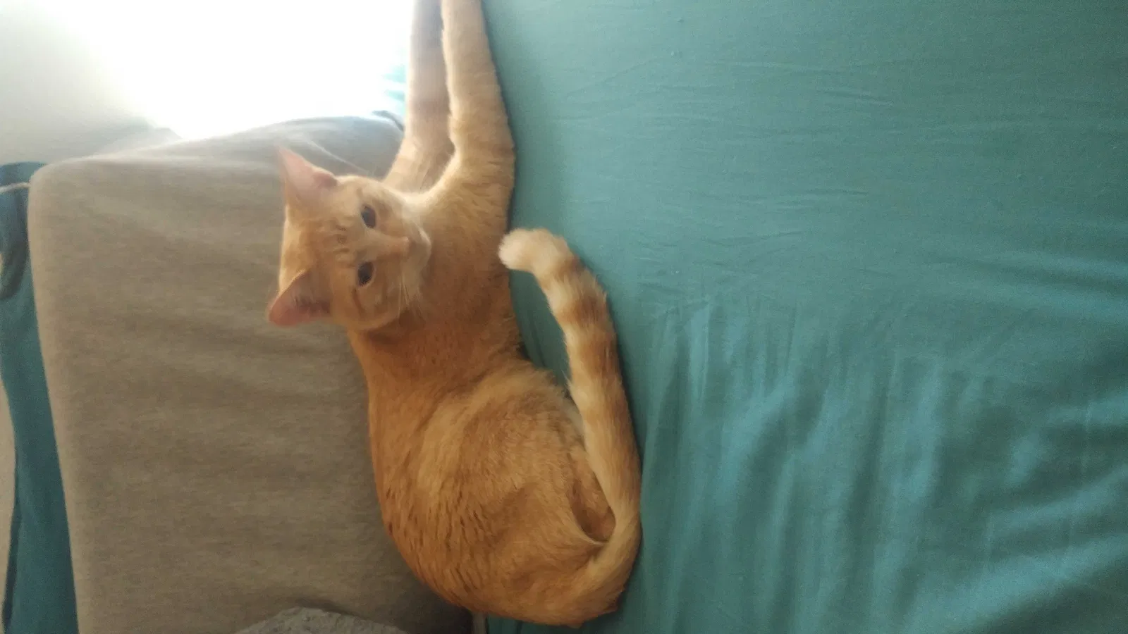 Lost cat in Tucson, AZ, 85742