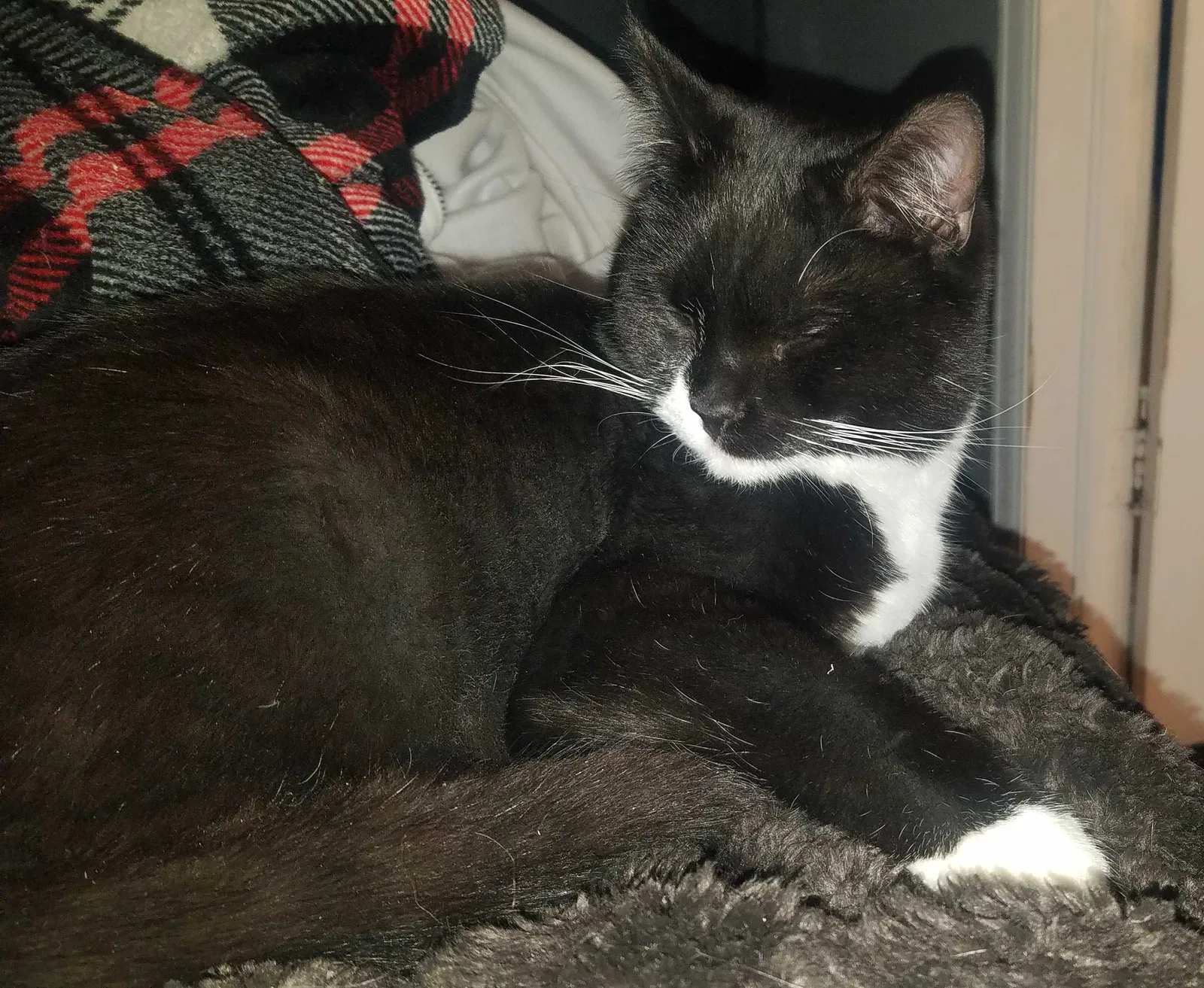 Lost cat in Denver, CO, 80221