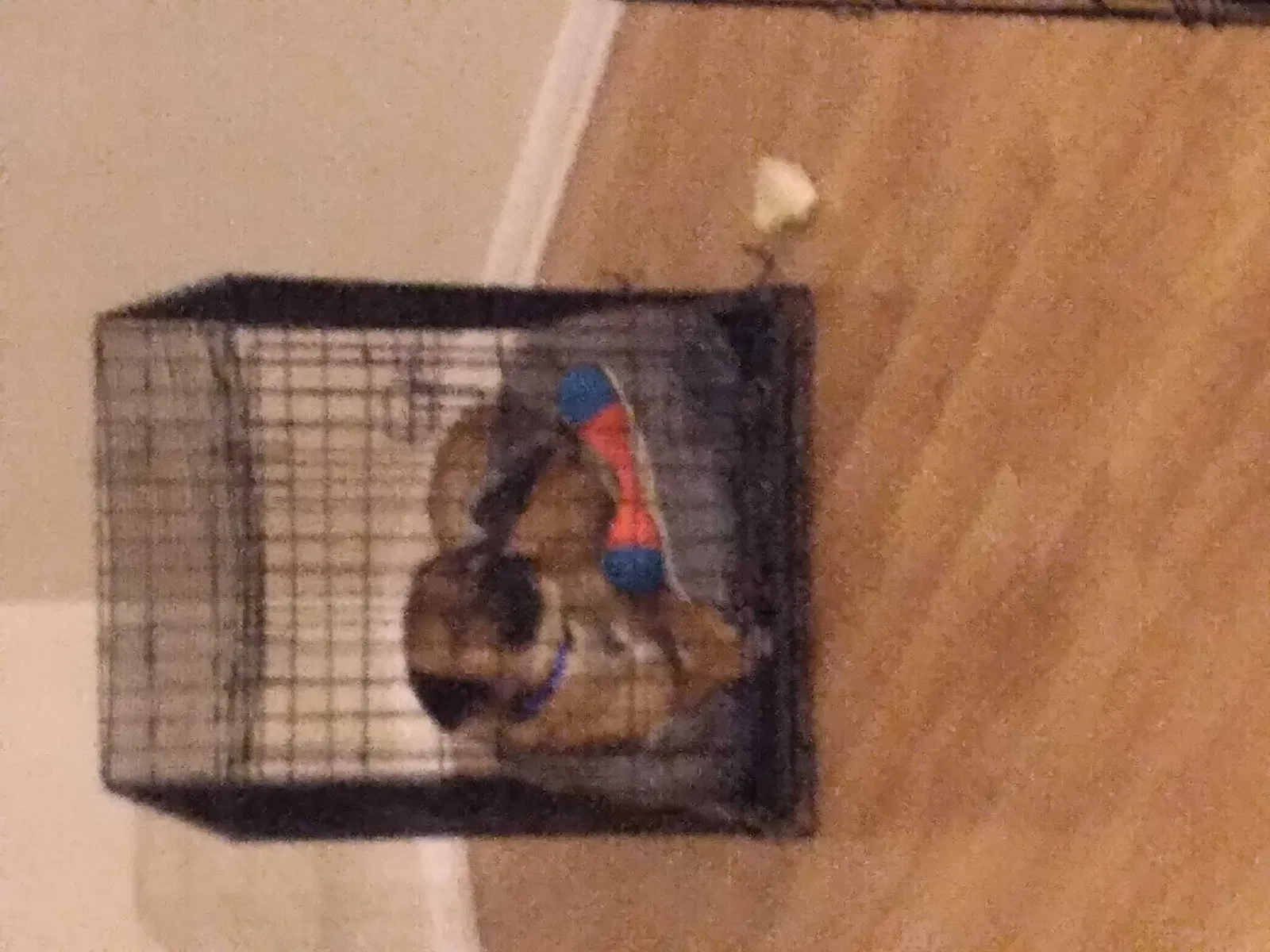 Lost dog in Fayetteville, NC, 28304