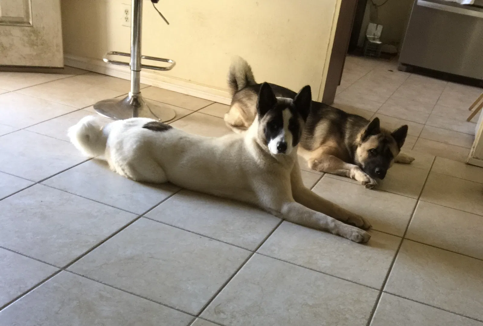 Lost dog in Houston, TX, 77040
