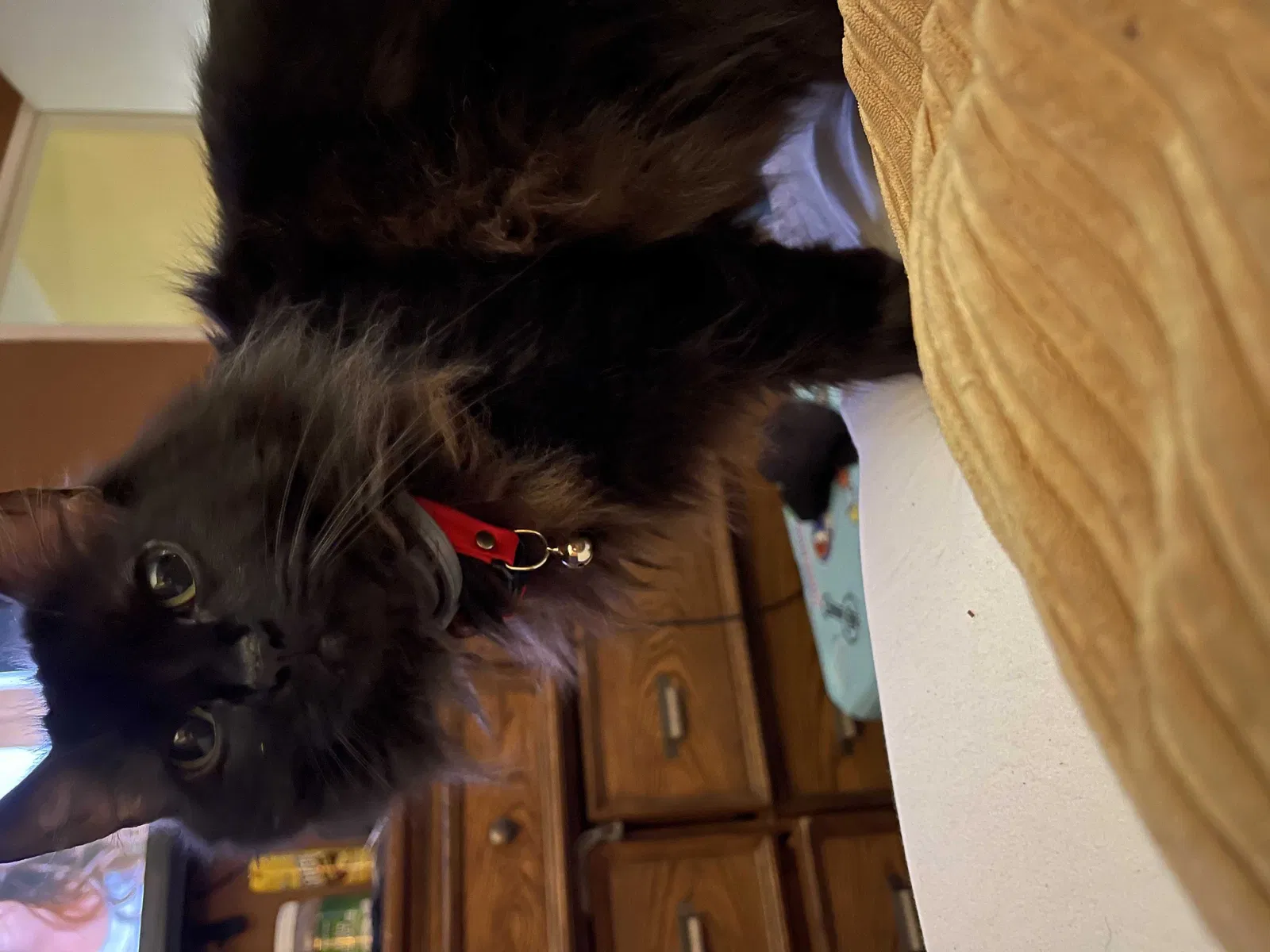 Lost cat in Valdosta, GA, 31602