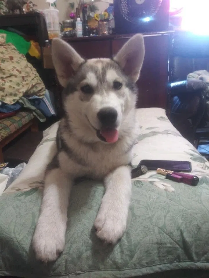 Lost dog in Yakima, WA, 98903
