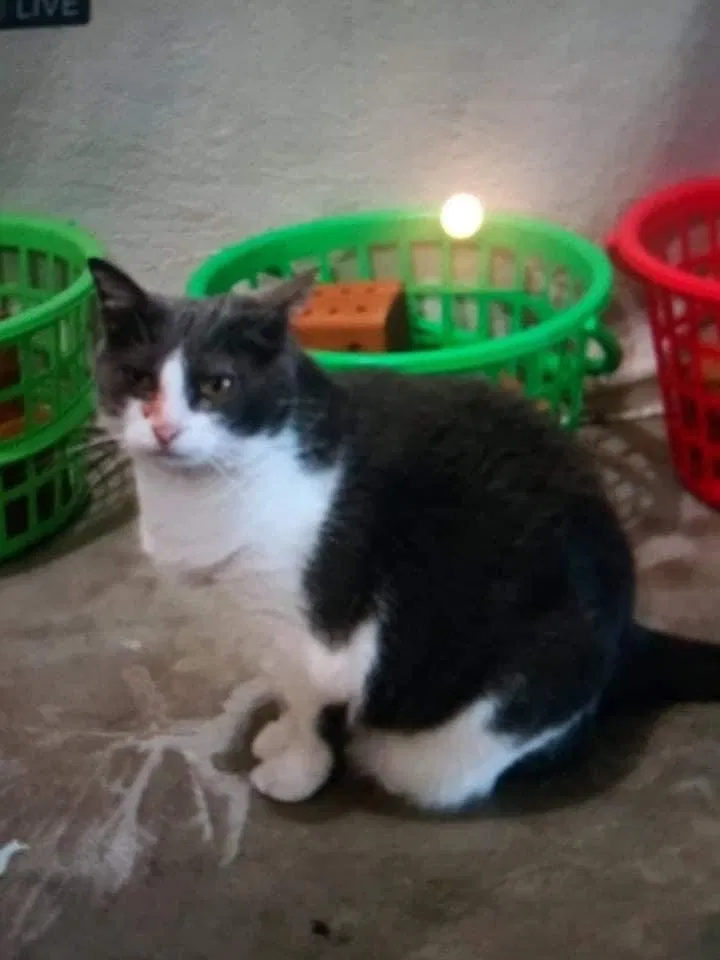Lost cat in Fayetteville, AR, 72703