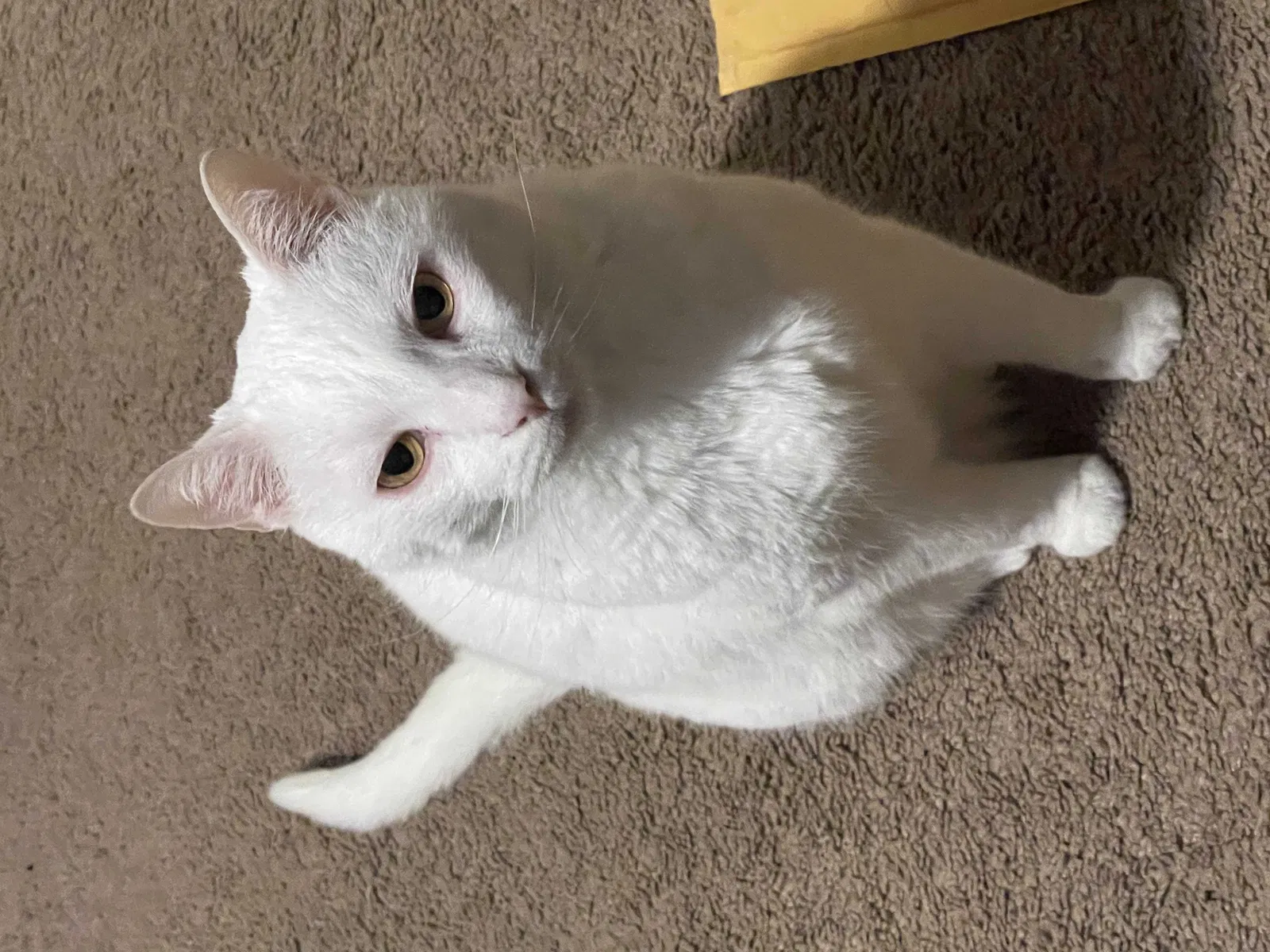 Lost cat in Hurricane, WV, 25526