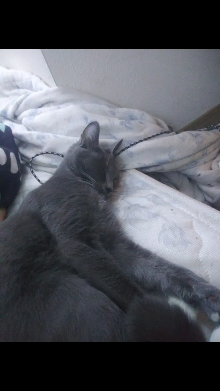 Lost cat in Vancouver, WA, 98682