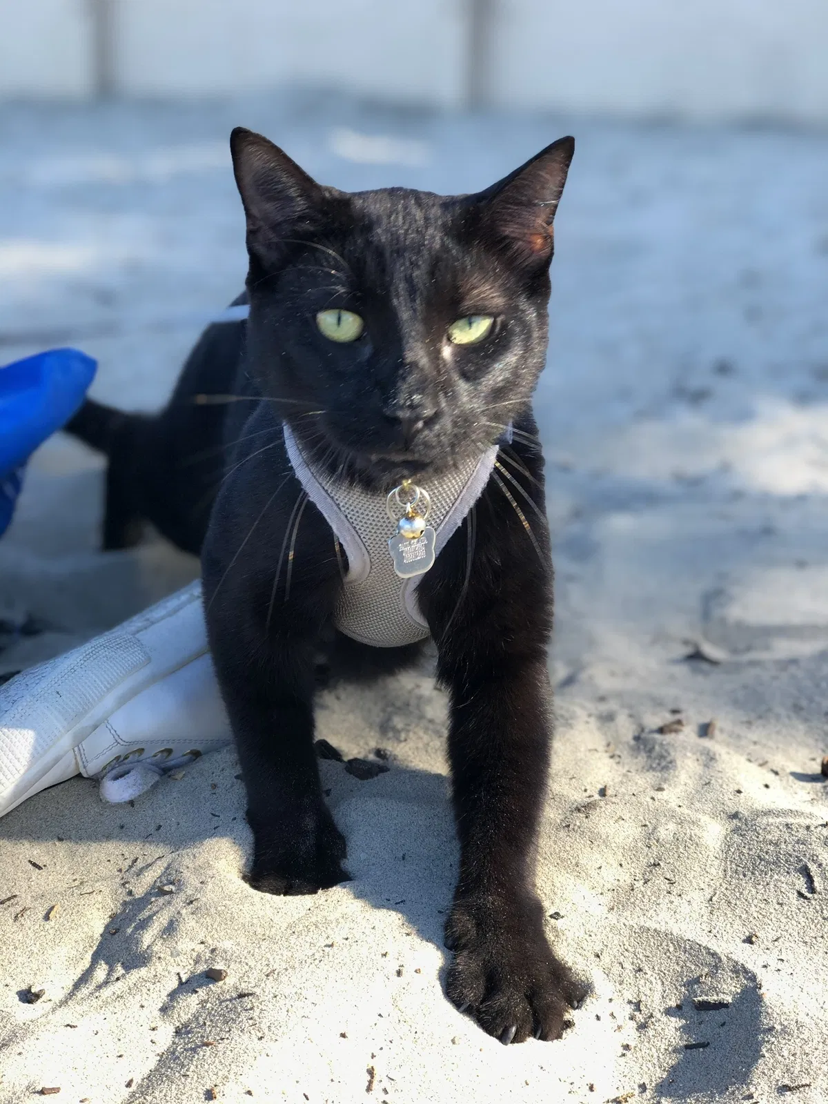 Lost cat in Santa Clara, CA, 95051