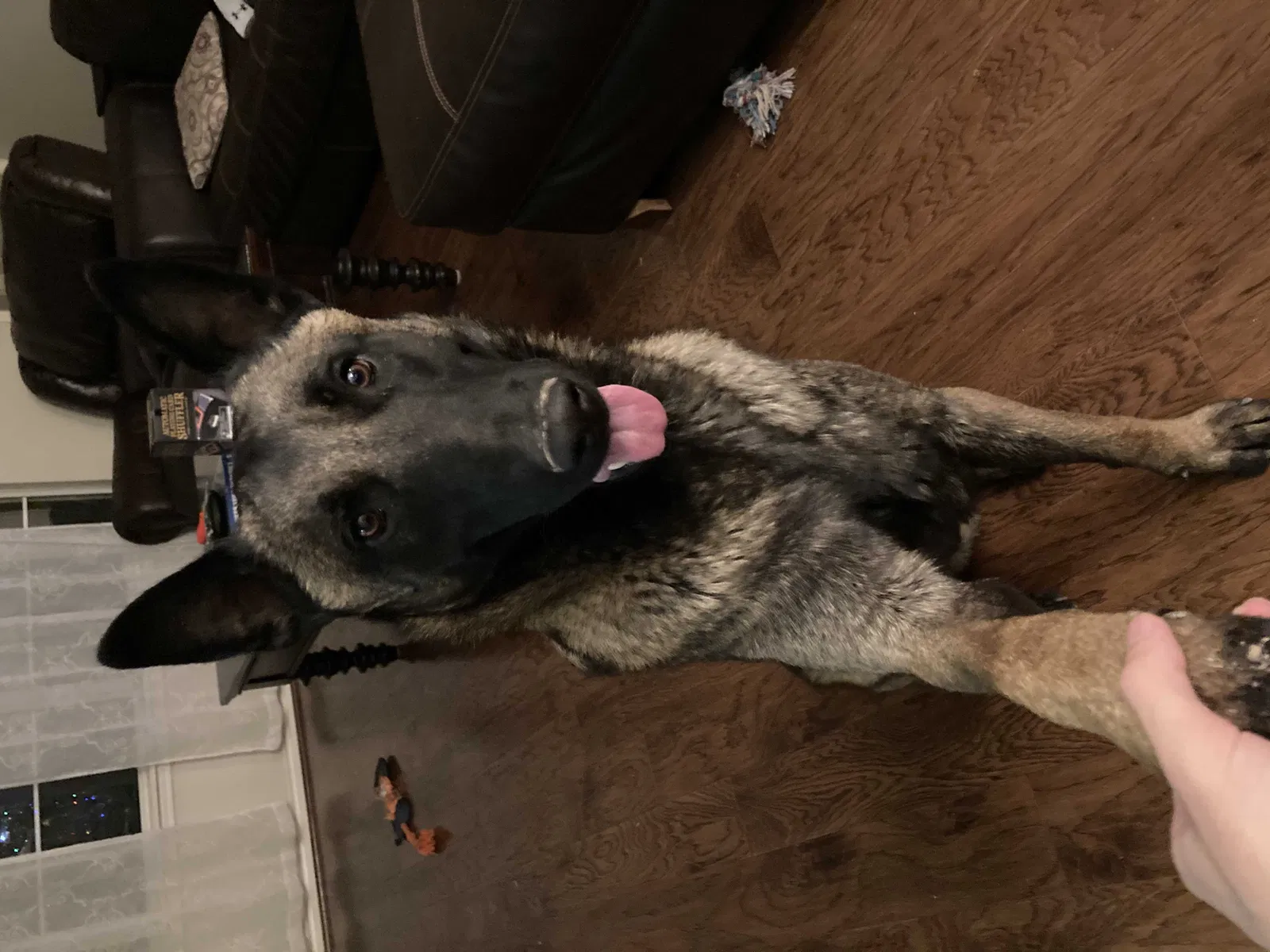 Lost dog in Lubbock, TX, 79415