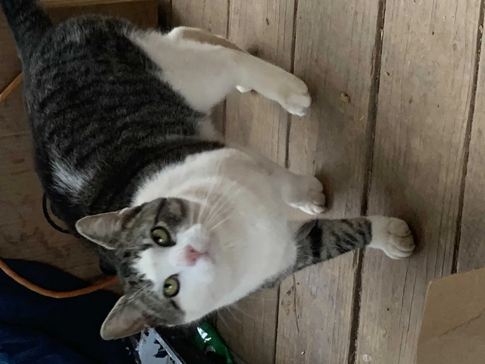Lost cat in Lenoir, NC, 28645