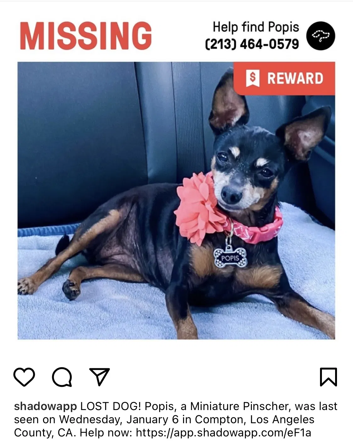 Lost dog in Compton, CA, 90222