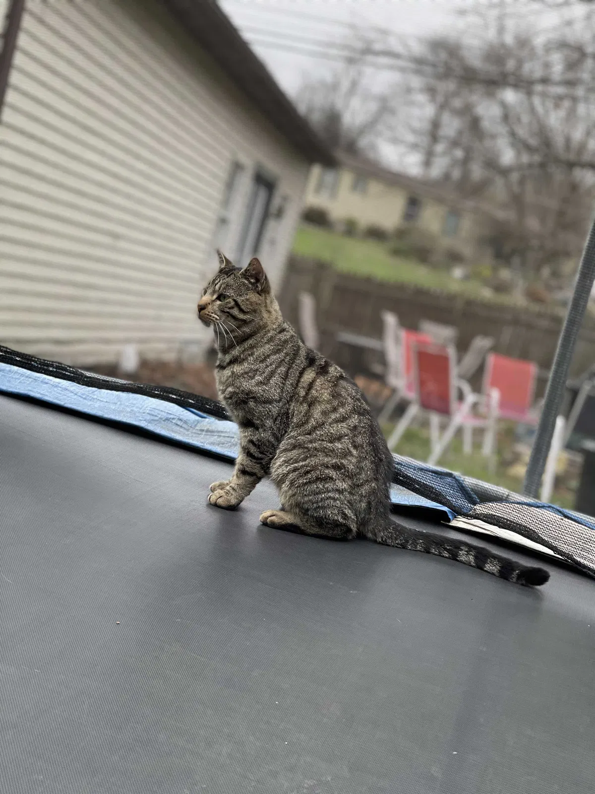 Lost cat in Reading, PA, 19606