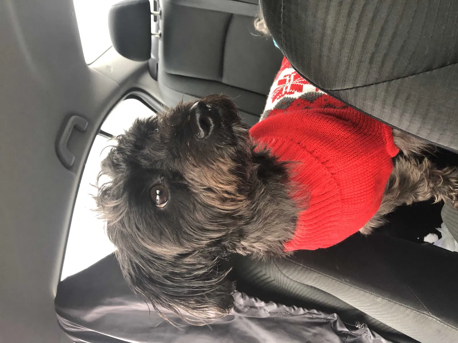 Lost dog in Chesapeake, VA, 23320