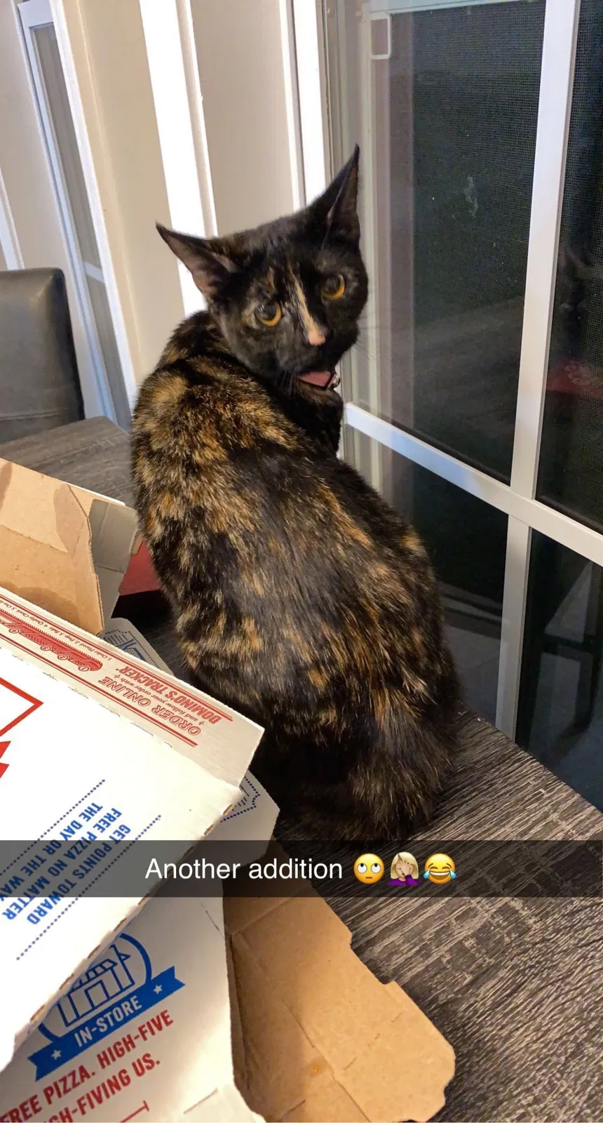 Lost cat in Clarksville, TN, 37042