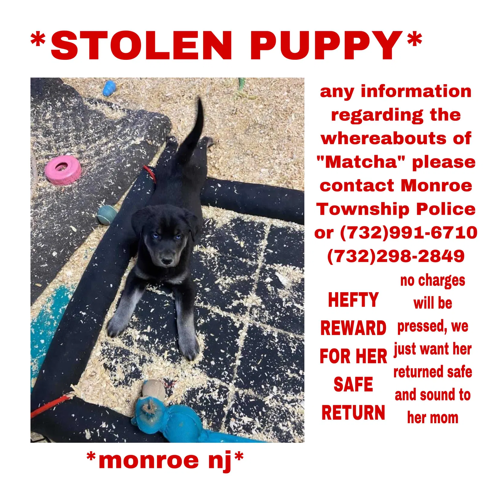 Lost dog in Milltown, NJ, 8850