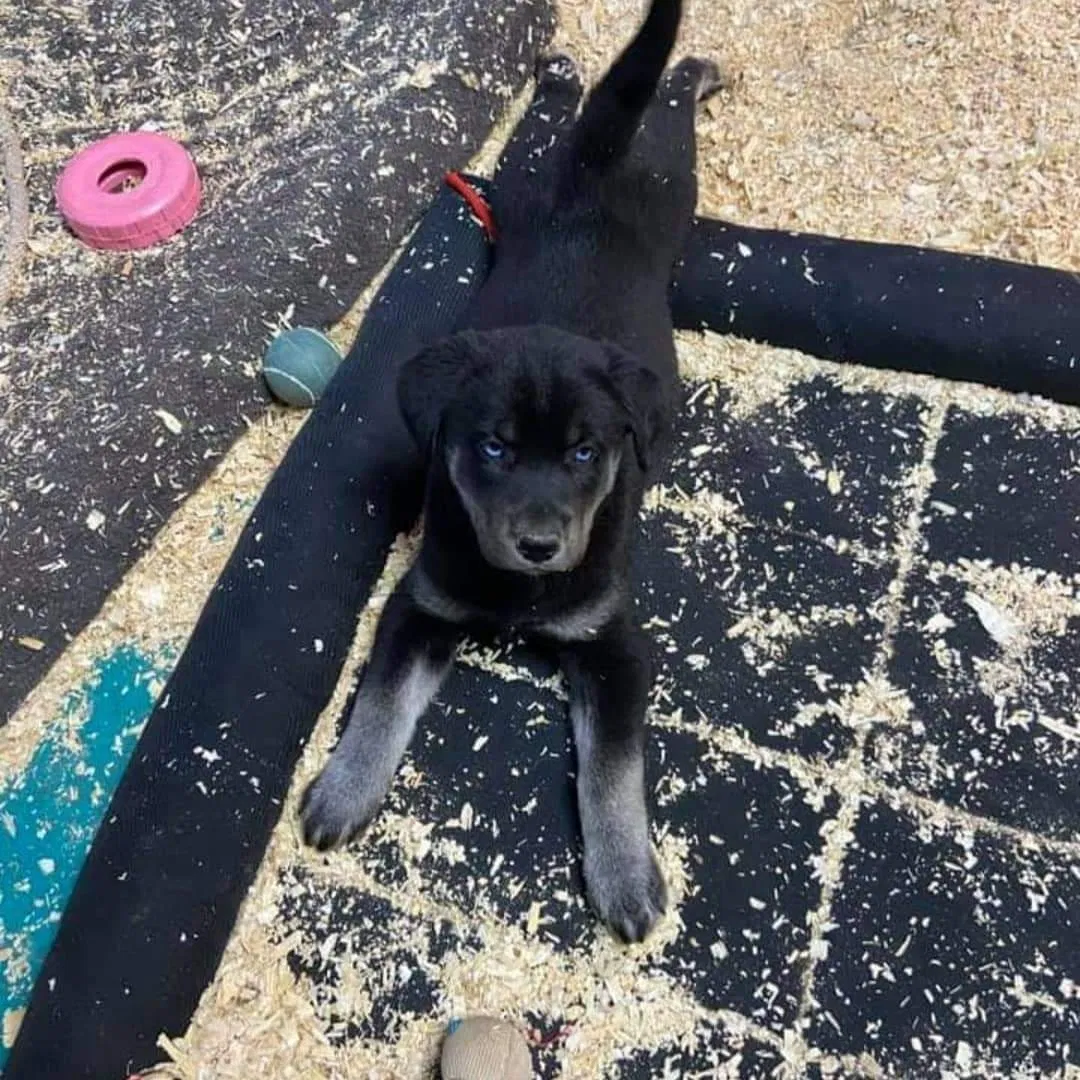 Lost dog in Williamstown, NJ, 8094