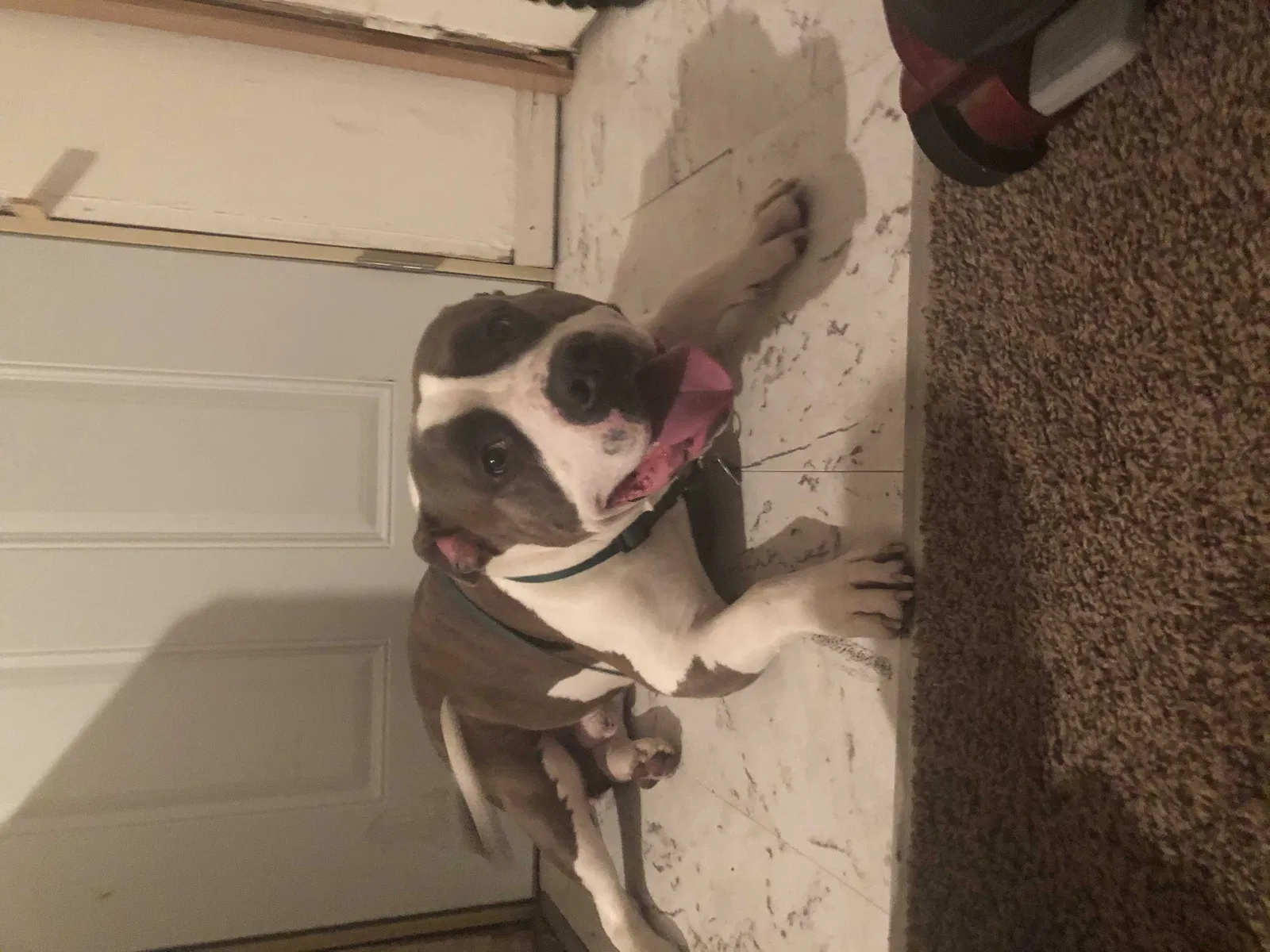 Lost dog in Gary, IN, 46409