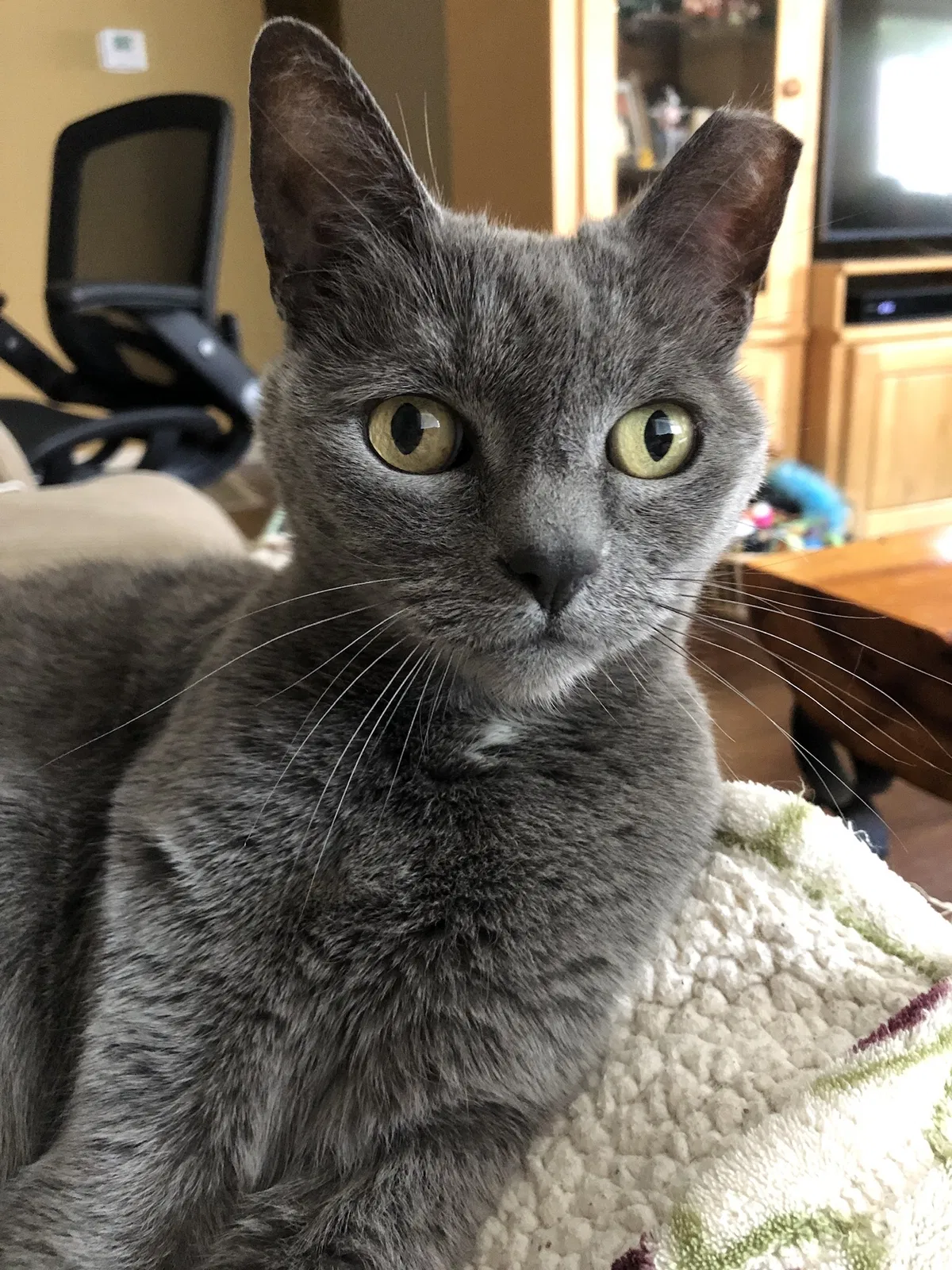 Lost cat in San Pablo, CA, 94806