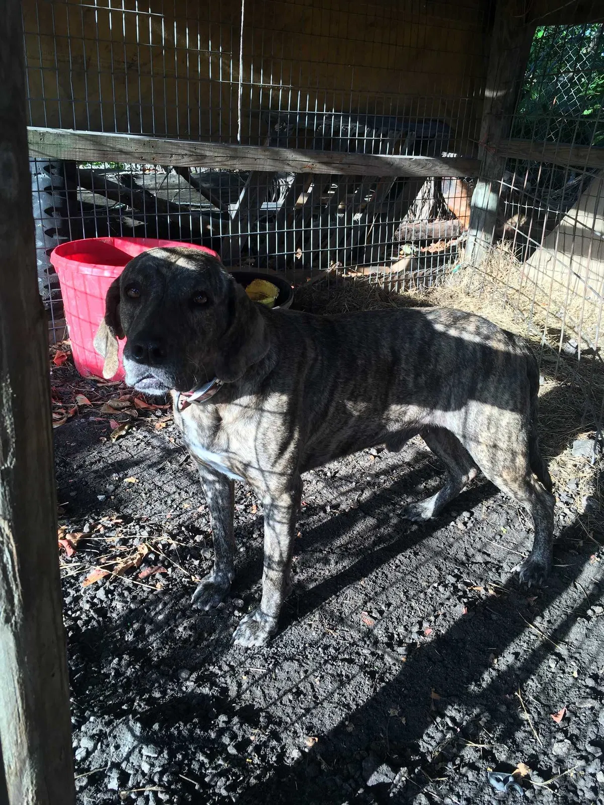 Lost dog in Fort Lauderdale, FL, 33325