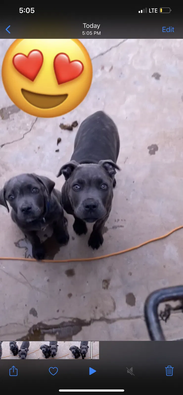 Lost dog in Sun City, CA, 92585