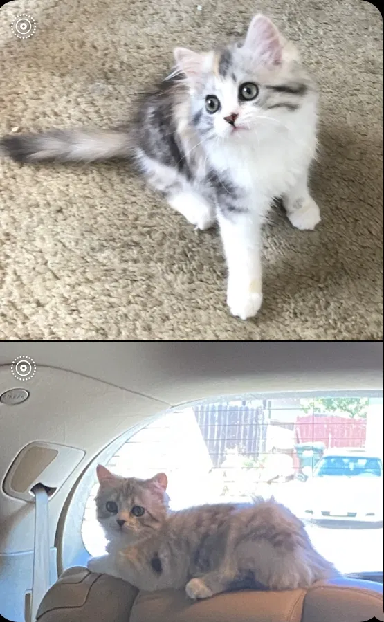 Lost cat in Escondido, CA, 92027
