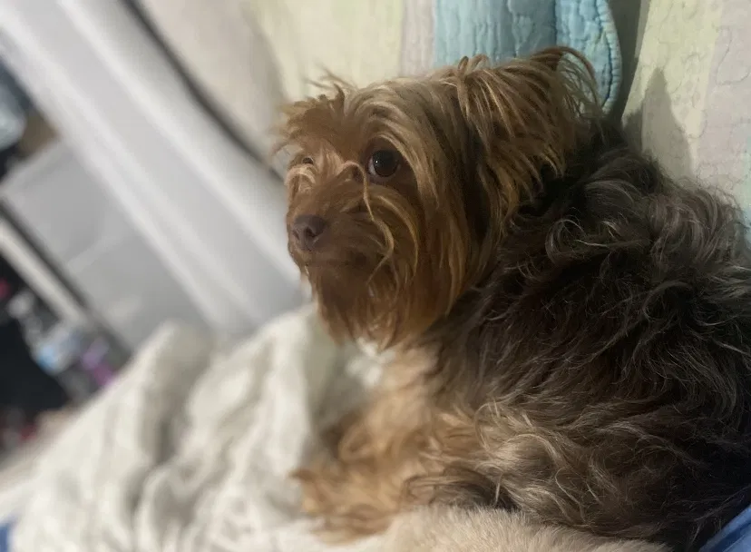 Lost dog in Brooklyn, NY, 11233