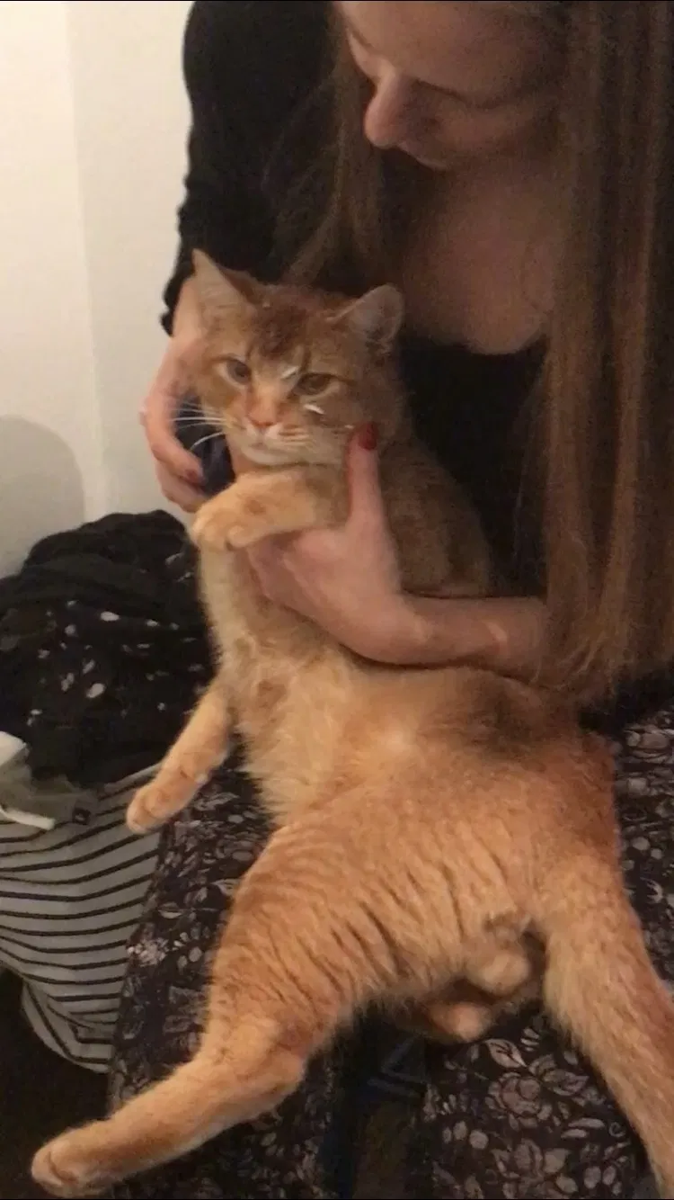 Lost cat in Seattle, WA, 98146