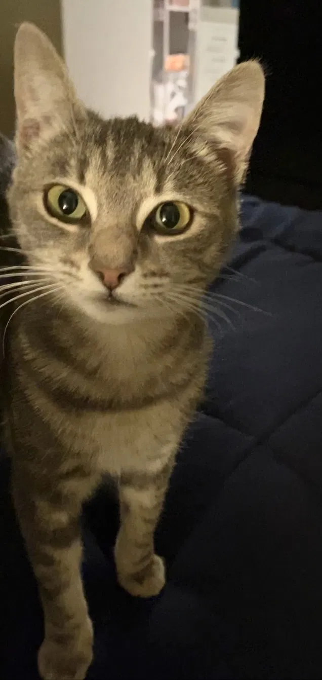 Lost cat in Oceanside, CA, 92056