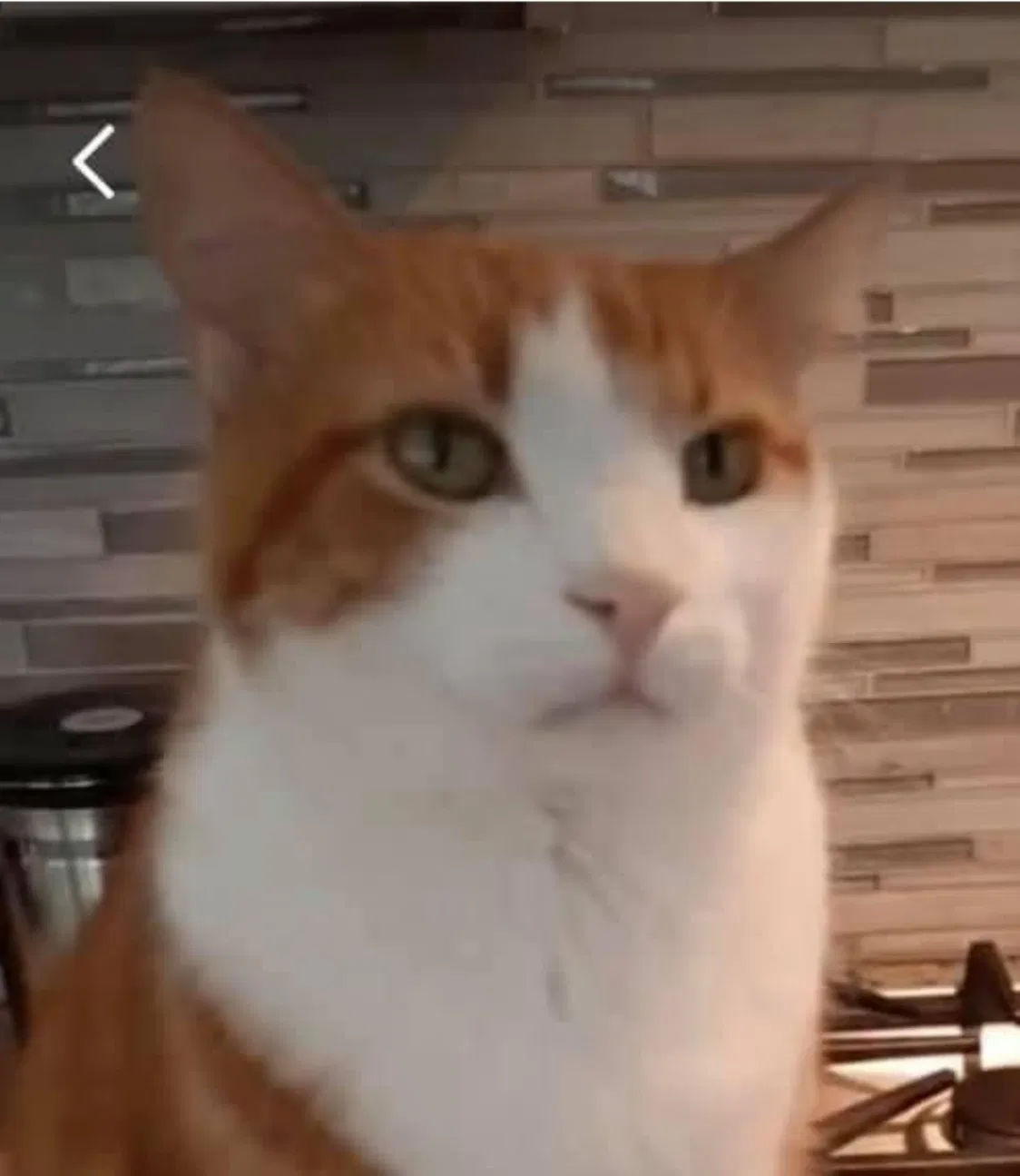 Lost cat in Lincoln, CA, 95648