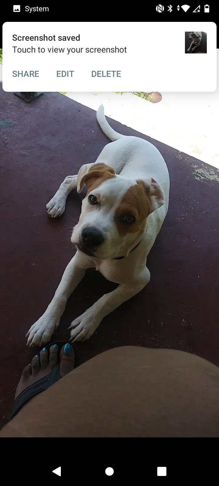 Lost dog in Birmingham, AL, 35204