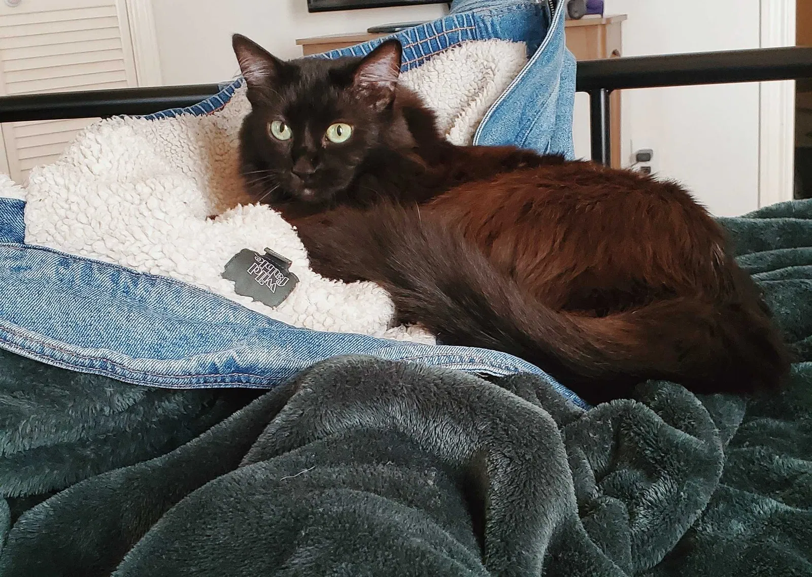 Lost cat in Corpus Christi, TX, 78414