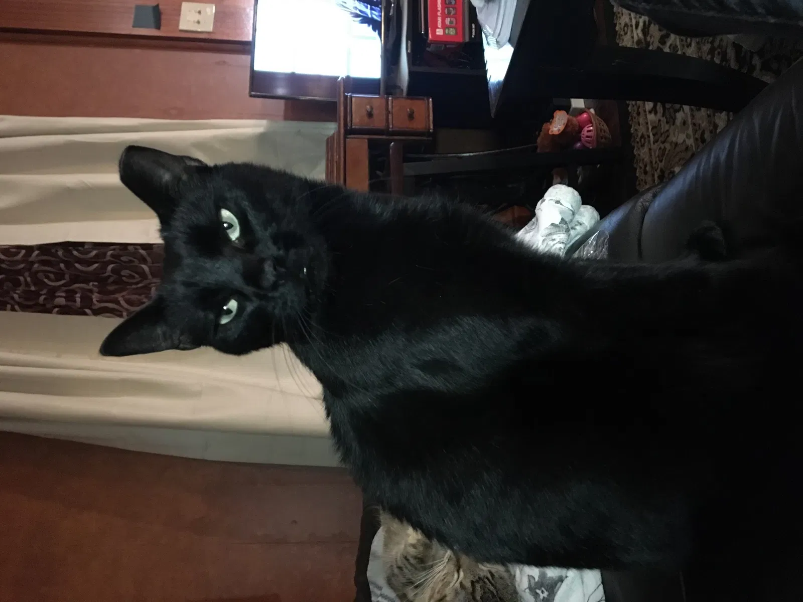 Lost cat in Easton, PA, 18042